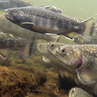 Trout Fishing